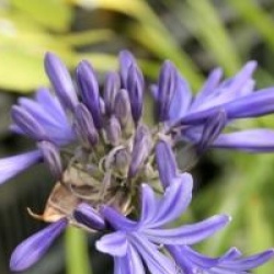 Agapanthus 'Navy Blue' 