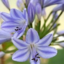 Agapanthus x Pitchoune � Blue 'Scrarey09'