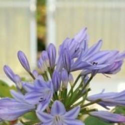 Agapanthus x Pitchoune � Blue 'Scrarey09'