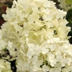 Hydrangea arborescens Incrediball � 'Abetwo' cov - Hortensia arborescens Incrediball