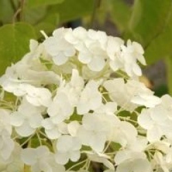 Hydrangea arborescens Incrediball � 'Abetwo' cov