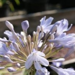 Agapanthus 'Tinkerbell' - Agapanthe naine panach�e