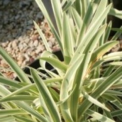 Agapanthus 'Tinkerbell'