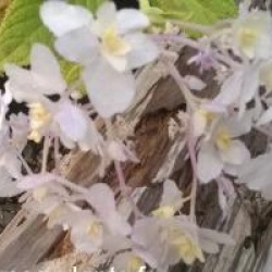 Hortensia Yohraku-tama