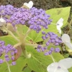 Hydrangea involucrata 'Late Love' - Hortensia Late Love