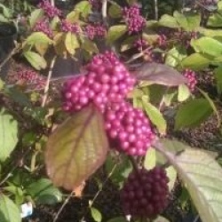 Callicarpa bodinieri 'Imperial Pearl' � 