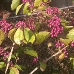 Callicarpa bodinieri 'Imperial Pearl' � 