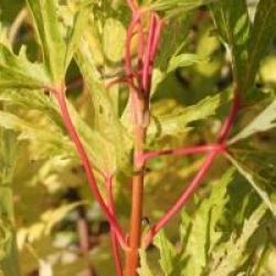 Acer saccharinum 'Laciniatum Wieri'