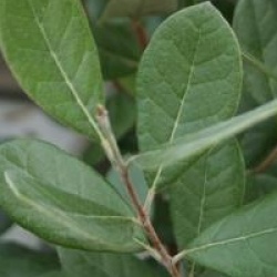 Acca sellowiana 'Triumph'