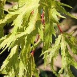 Acer saccharinum 'Laciniatum Wieri' - �rable lacini� Wieri