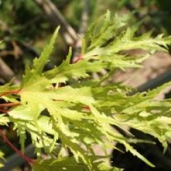 Acer saccharinum 'Laciniatum Wieri'