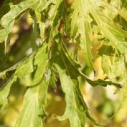 Acer saccharinum 'Laciniatum Wieri'