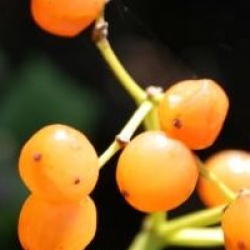 Viburnum opulus 'Fructu Luteo' 