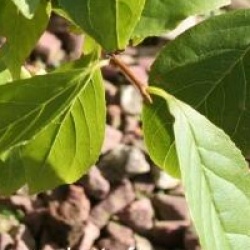 Sinojackia rehderiana - Sinojackia rehderiana