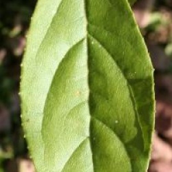 Sinojackia rehderiana