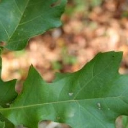 Quercus velutina