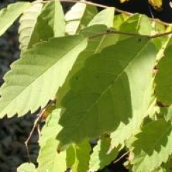 Zelkova schneideriana - Zelkova schneideriana