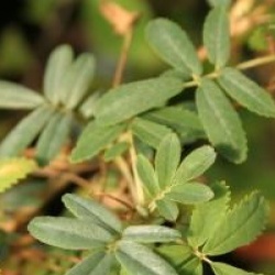 Polylepis australe