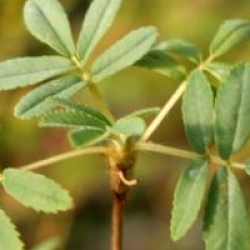 Polylepis australis