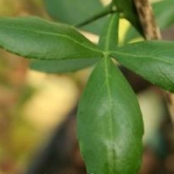 Poncirus trifoliata 'Flying Dragon' - Citronnier rustique Flying Dragon