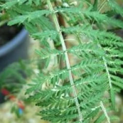 Sorbus 'Chinese Lace' - Sorbier Chinese Lace