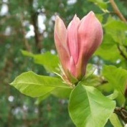 Magnolia x brooklynensis 'Woodsman' 