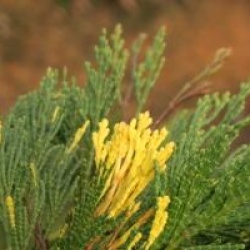 Calocedrus decurrens 'Aureovariegata'