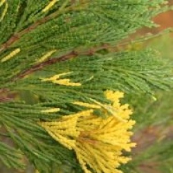Calocedrus decurrens 'Aureovariegata'