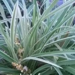 Ophiopogon japonicus 'Variegata'