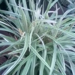 Ophiopogon japonicus 'Variegata'