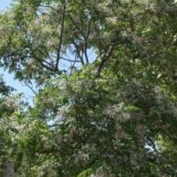 Melia azedarach