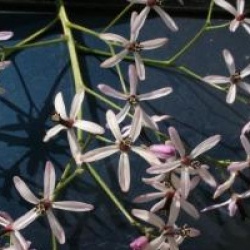 Melia azedarach - Margousier