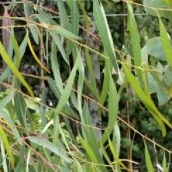 Eucalyptus camaldulensis  - Gommier rouge