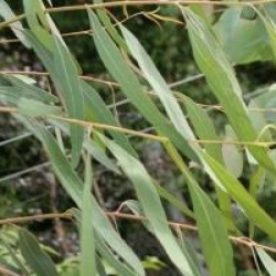 Eucalyptus camaldulensis 