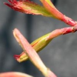Acer palmatum 'Peaches and Cream'