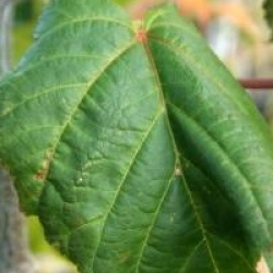 Acer grosseri var. hersii 