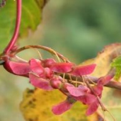 Acer grosseri var. hersii 
