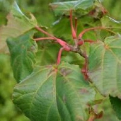 Acer grosseri var. hersii 