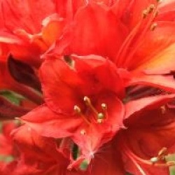 Azal�e caduque Wallowa Red