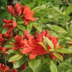 Rhododendron 'Wallowa Red'