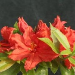 Rhododendron 'Wallowa Red'