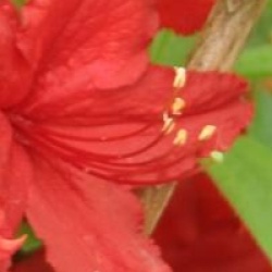 Rhododendron 'Wallowa Red'