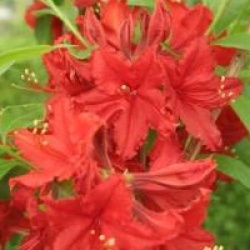 Rhododendron 'Wallowa Red'