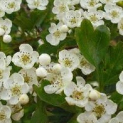 Crataegus monogyna - Aub�pine blanche