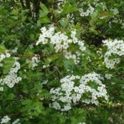 Crataegus monogyna
