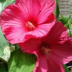 Hibiscus moscheutos - Ketmie des marais
