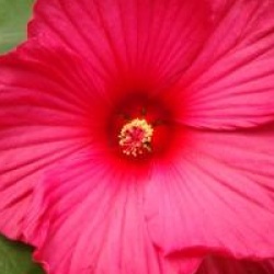 Hibiscus moscheutos