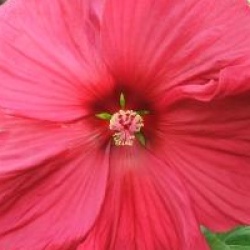 Hibiscus moscheutos