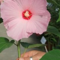 Hibiscus moscheutos