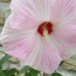 Hibiscus moscheutos